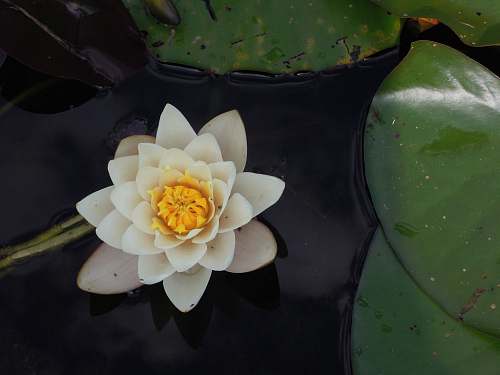 flower white lotus flower on body of water lily