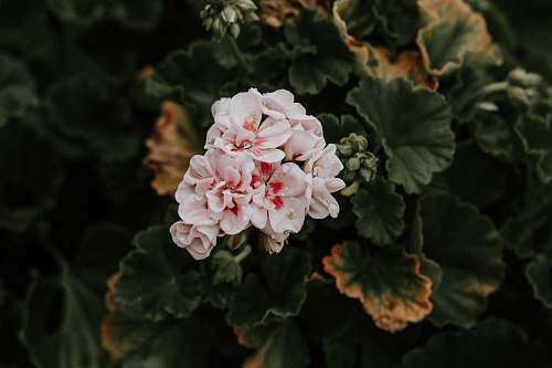 geranium white petaled flower bloom during daytime flower