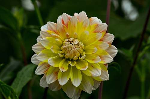 plant yellow petaled flower close-up photography dahlia