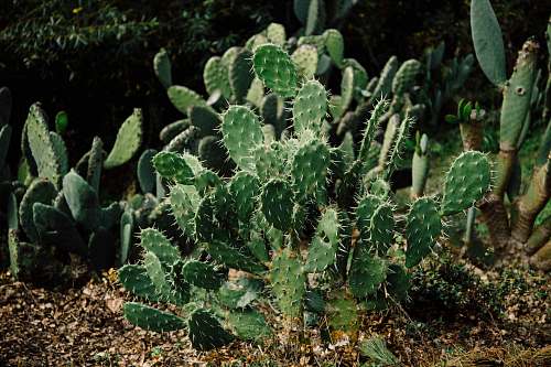 plant green cacti plant flora