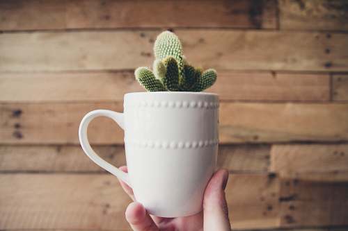 cactus person holding green cactus plant coffee cup