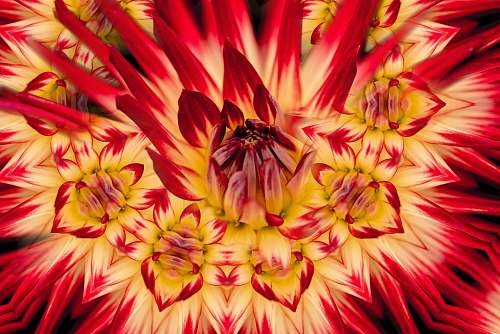 blossom  plant