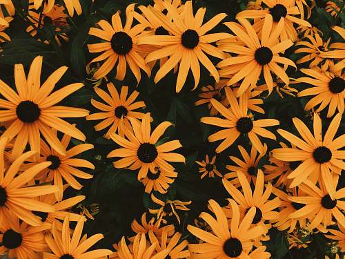 blossom blackeyed Susan flowers plant