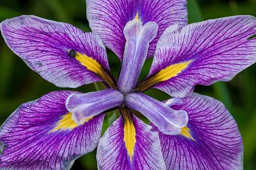 blossom blooming purple orchid flower iris