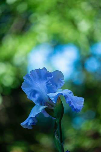 blossom blue flower focus photography plant