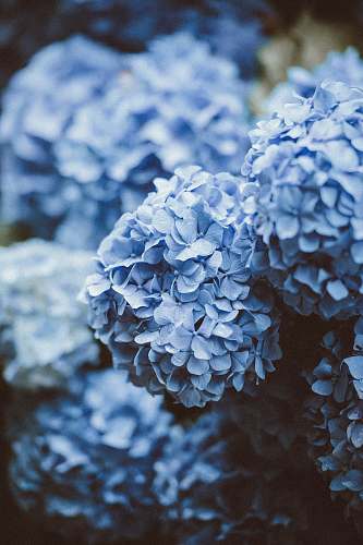 floral blue flowers blue
