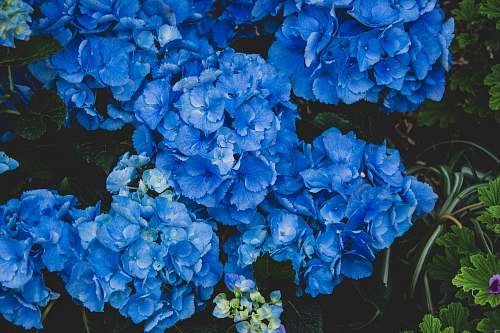 blossom blue hydrangeas plant