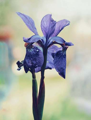 iris Northern blue flag flower plant