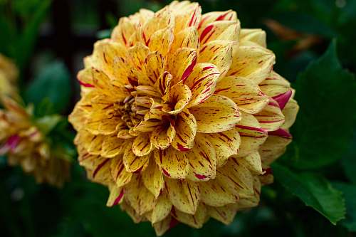 blossom pink and yellow petaled flower dahlia