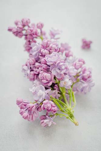 plant pink cluster petaled flower on gray surface lilac