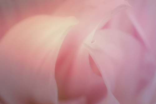 blossom pink flower plant