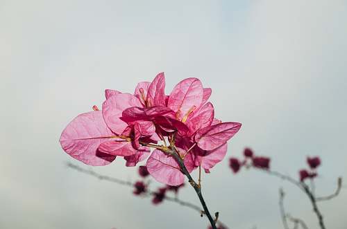 blossom pink flowers macro photography geranium