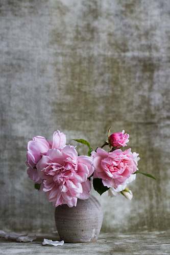 plant pink flowers on gray ceramic vase flowers