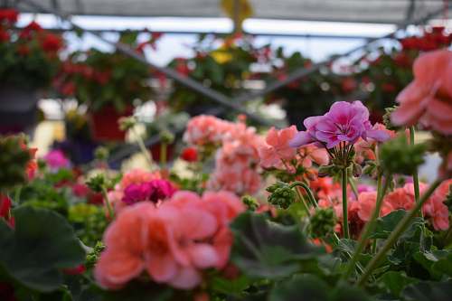 blossom pink petaled flower plant