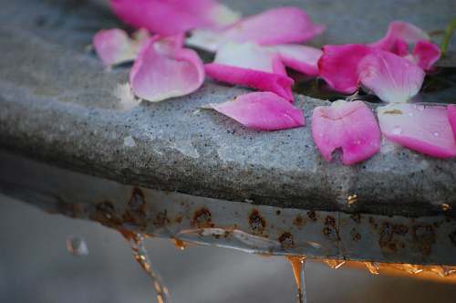 petal pink petaled flower plant