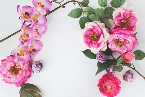 blossom pink petaled flowers floral