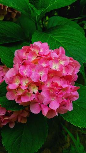 blossom pink petaled flowers close-up photography plant