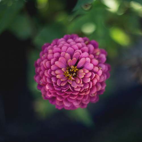 plant pink petaled flowers dahlia