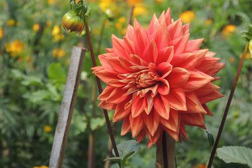blossom red multi-petaled flower plant