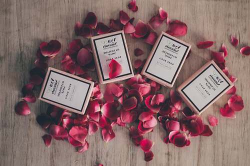 blossom red rose petals petal