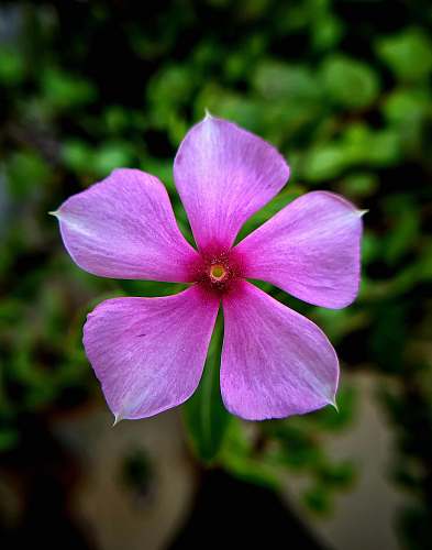 blossom selective focus photography of 5-petaled flower plant