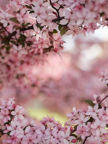blossom selective focus photography of cherry blossoms cherry blossom