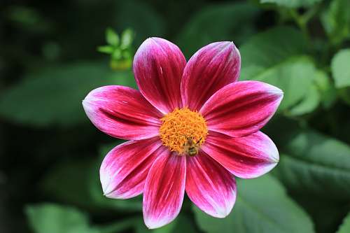 blossom selective focus photography of pink flower dahlia
