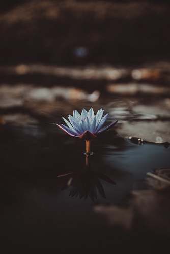 plant shallow focus photography of green lotus on body of water lily