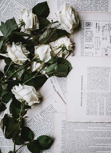 plant six white roses on white printer papers rose
