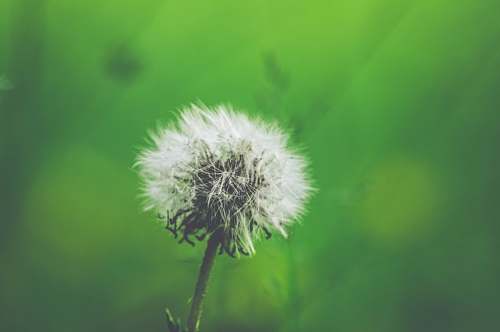 plant white dandelion closeup photography dandelion