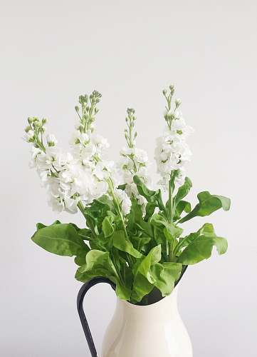 blossom white petaled flower in white vase plant