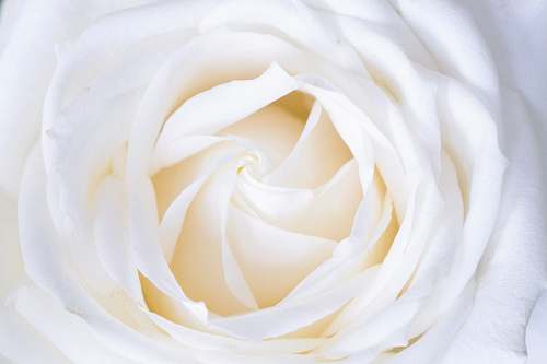 rose white rose close up photography white