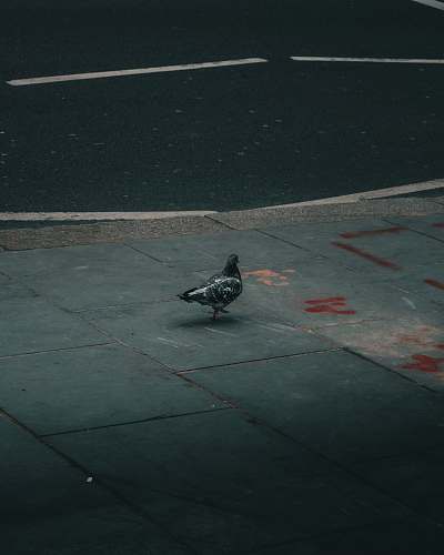 animal bird on tiled floor bird