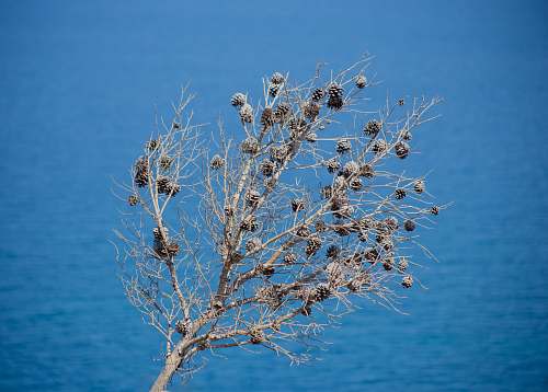 plant dried plant tree