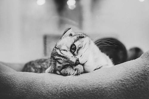 black-and-white grayscale photo of cat lying on pillow cry