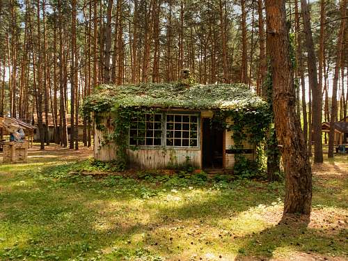 outdoors brown wooden house with vines building