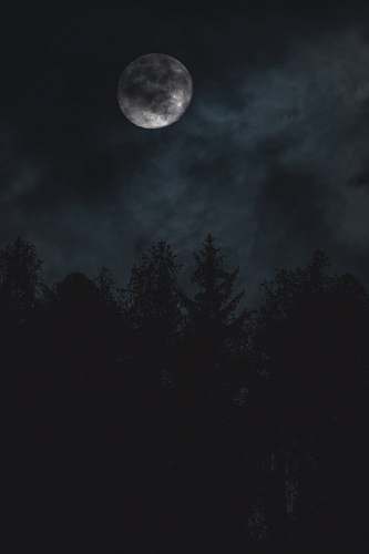 outdoors silhouette of trees under moon night