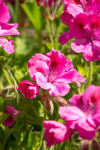 blossom macro photography of pink-petaled flowers flower