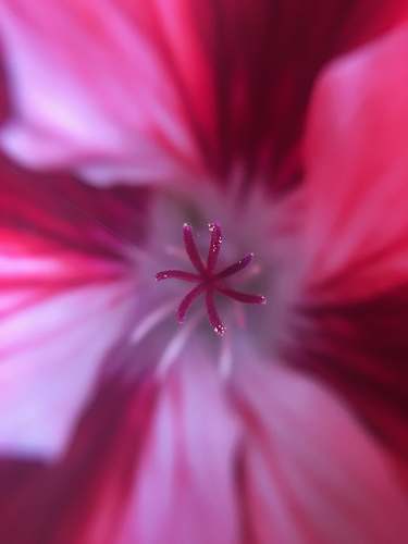 blossom pink-petaled flower flower