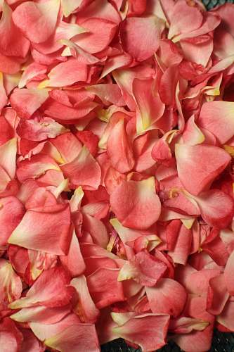 blossom pink petals flower