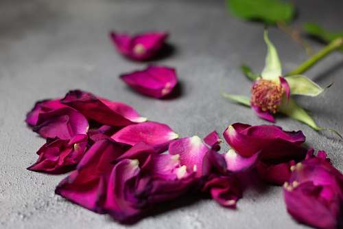 blossom purple rose petals flower