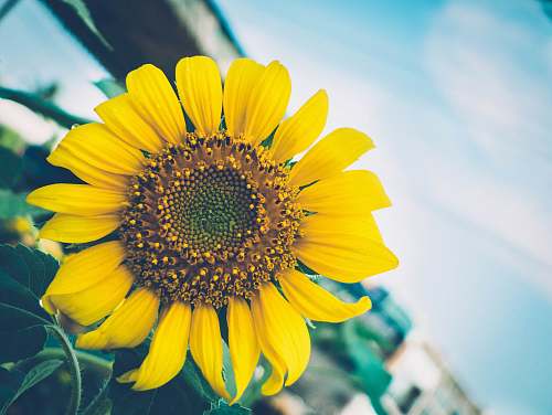 flower selective focus photography of sunflower sunflower