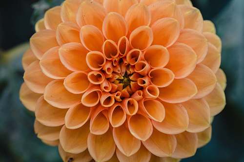 blossom yellow cluster flower photograph dahlia