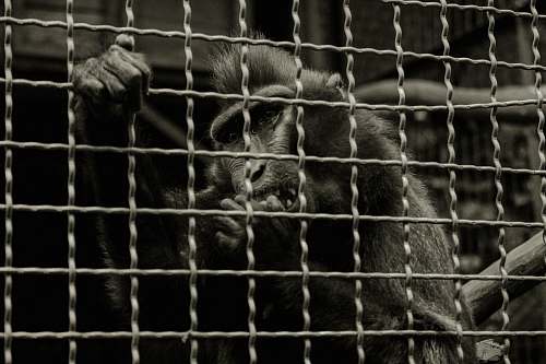 animal primate holding on cage cattle