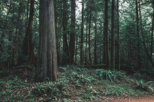 plant field of green trees tree