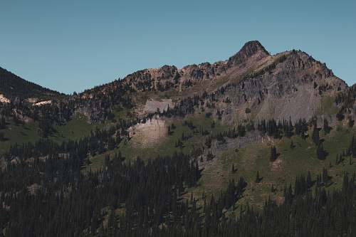plant green trees on mountain under blue sky during daytime tree