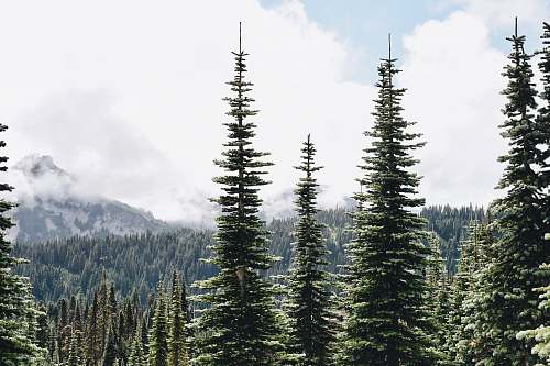 tree green pine trees on mountain under white clouds during daytime abies