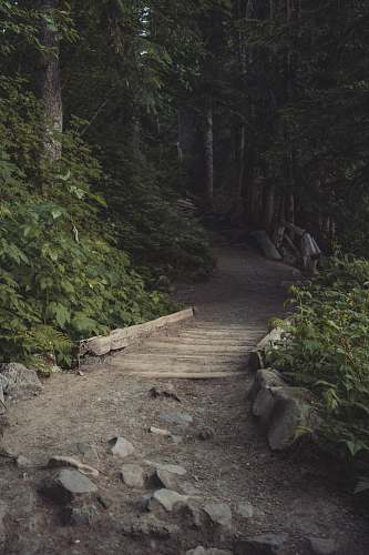 outdoors brown wooden pathway in the middle of green trees trail