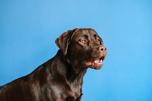 dog adult chocolate Labrador retriever canine