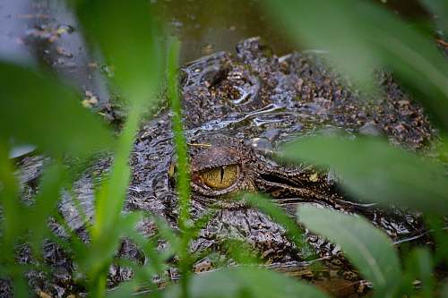 crocodile brown animal on body of water lizard
